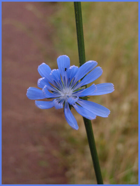 Blauw bloemetje