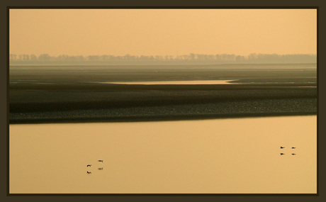 - Westerschelde in de avondzon -