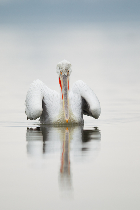 kroeskop pelikaan kerkini