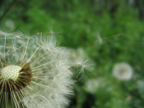 One day I'll fly away