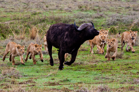 Vijftien leeuwen en één buffel