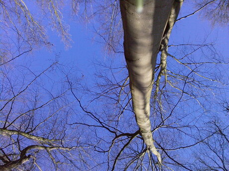 bomen reiken naar de hemel