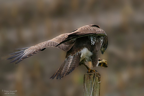 Buizerd met Prooi