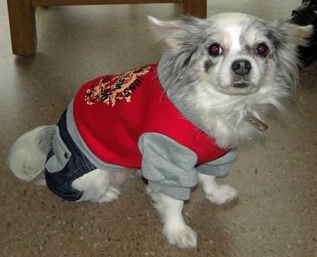 Mijn Chihuahua Lisa in haar nieuwe outfit tijdens een dierenbezoek.