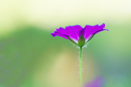 Geranium