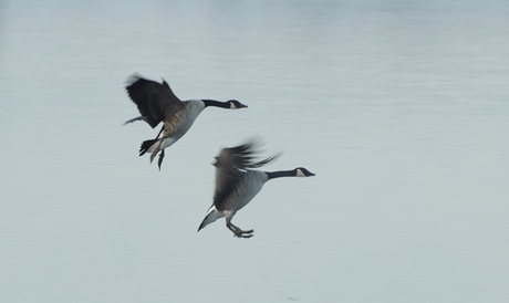 canadese gans vroeg in de ochtend