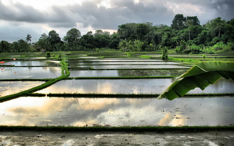 Bali - Ubud - Sawa