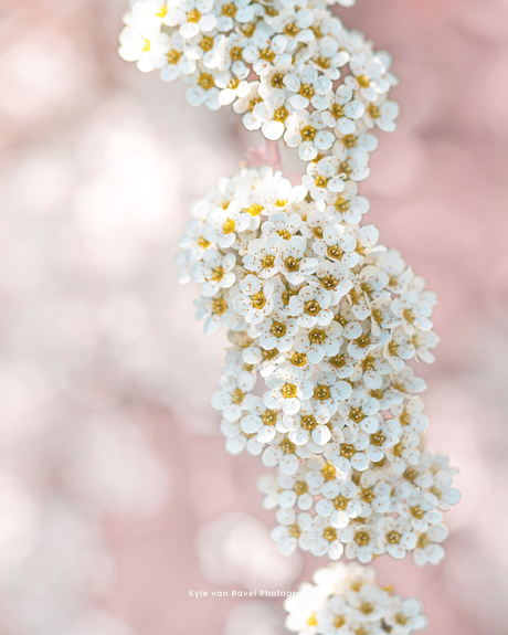 Dreamy little flowers