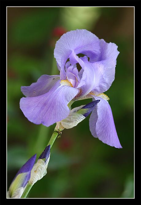 Uit de tuin van mijn vader