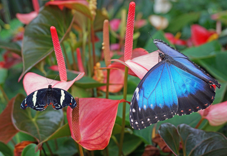 morpho vlinder 2