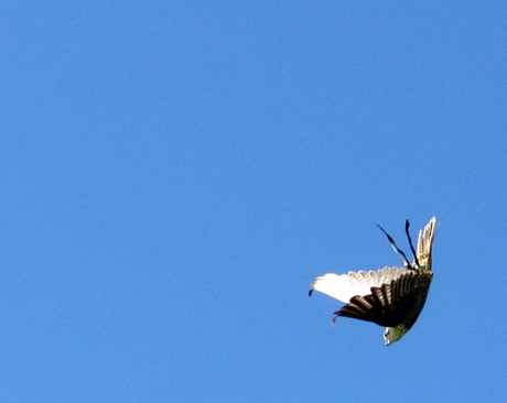 Slechtvalk in duikvlucht