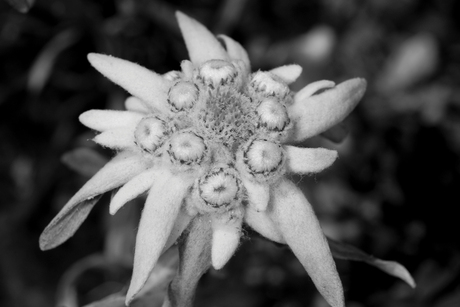 Edelweiss