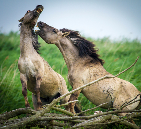 Oostvaardersplassen