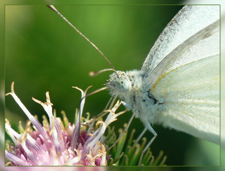 Pieris napi