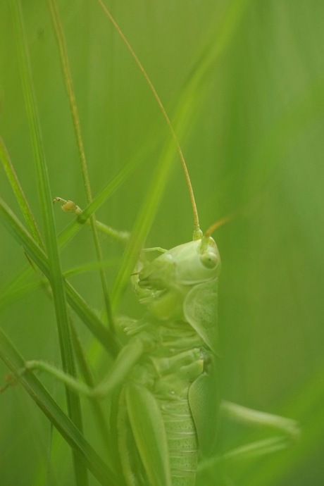 Groen als gras