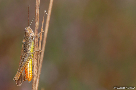 Bruine sprinkhaan (Chorthippus brunneus