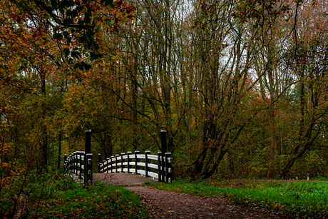 Brug Naar Het Bos