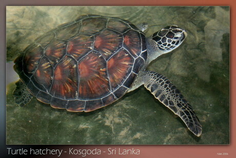 Sri Lanka Schildpad