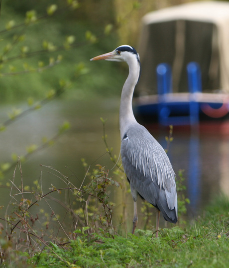 Oplettende Reiger