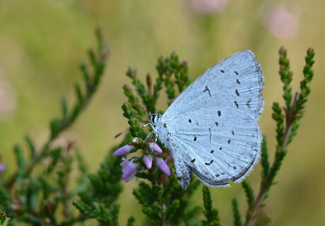 Boomblauwtje (Celastrina Argiolus)