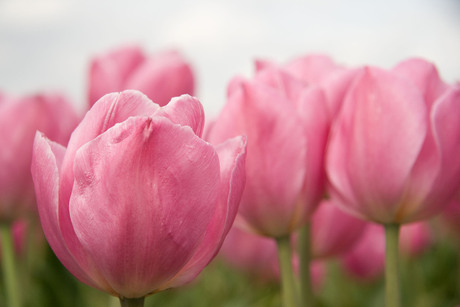 roze tulpen 2