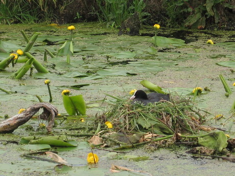 in het nest