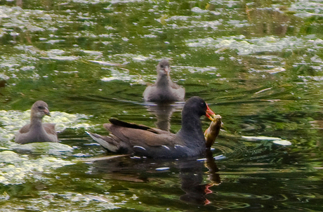 Look, mummy 's caught a fish!