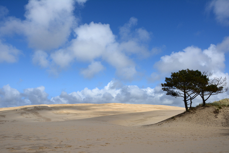 Duinen van Pyla