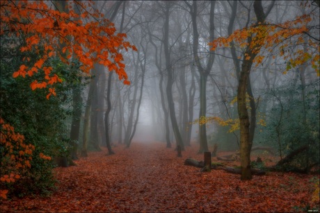 Bos/Mist/Herfst.