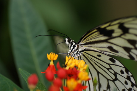 Smullende witte vlinder