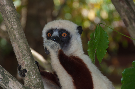 Maki Madagascar