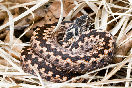 Adder 2