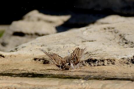 Waterballet