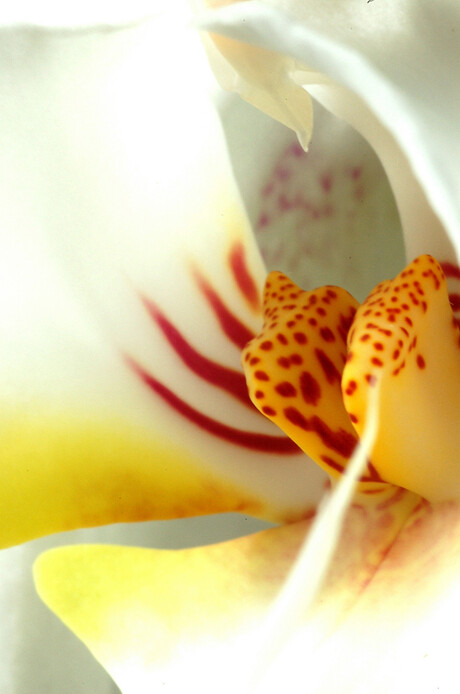 orchidee-2