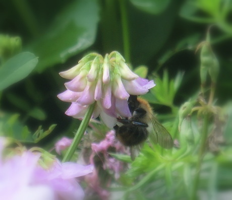 Macro: Bij op zoek naar nectar