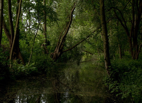 Oerwoud in de polder