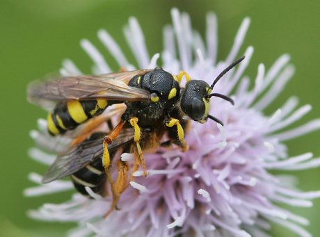 Graafbijendoder - Cerceris rybyensis