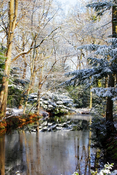 Winter in het bos