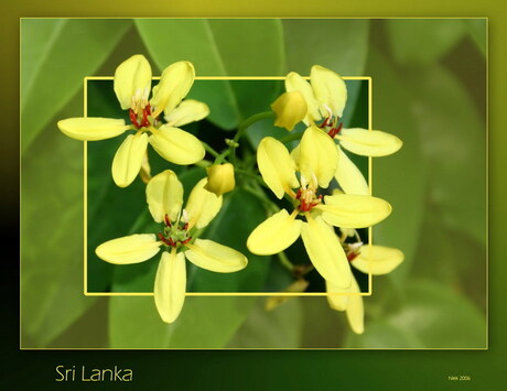 Sri Lanka Bloemen