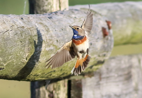 blauwborst-20160610-213505579