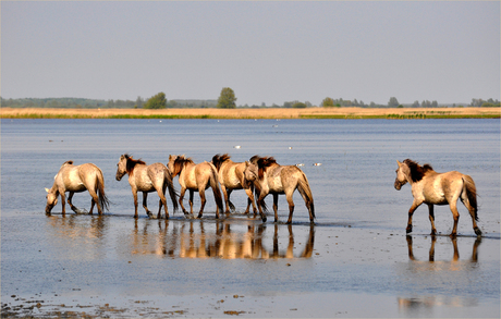 Nat. park HET LAUWERSMEER,