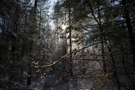 Sneeuw in het bos