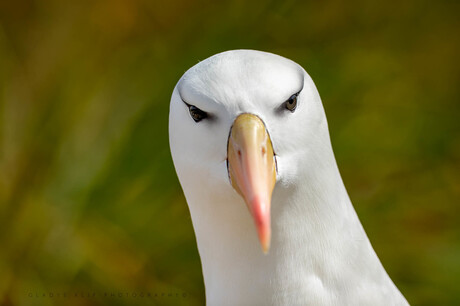 Portret van een Albatros