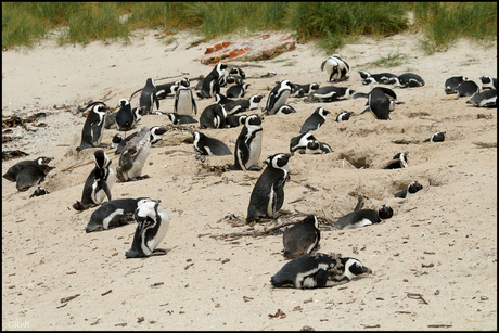 Foxy Beach