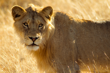 Kruger Lion