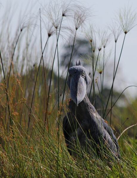 Shoebill