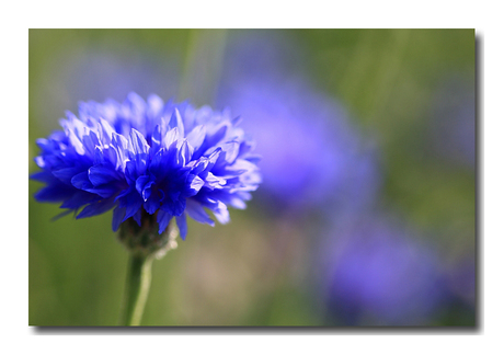 Korenbloemen.