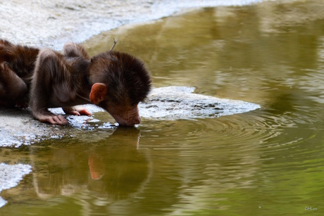 Dorst