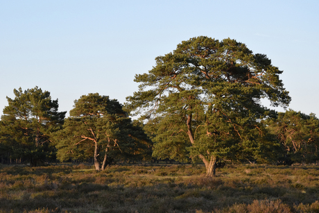 Bomen