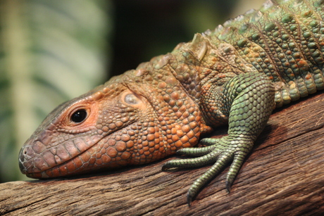 Reptiel in Blijdorp